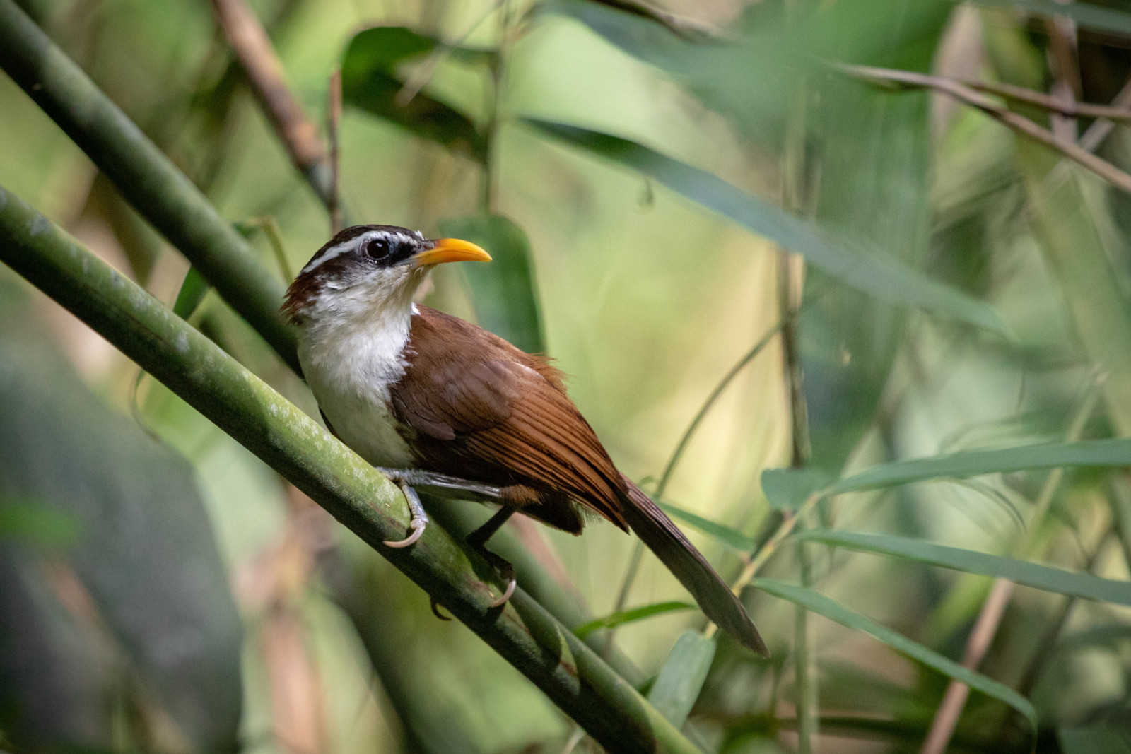 image Sri Lanka Scimitar-Babbler